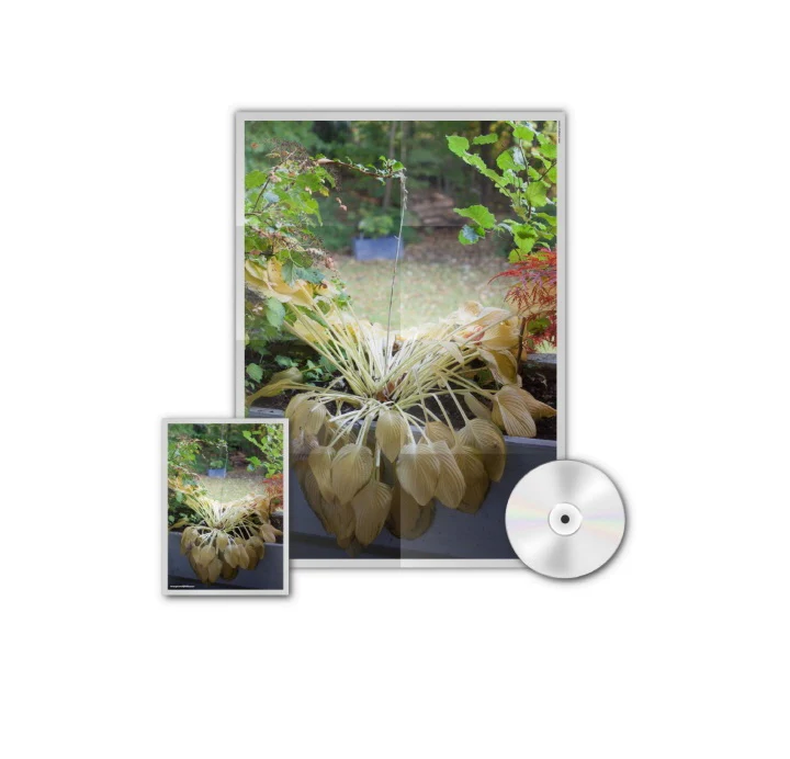 HYUKOH - Through Love Album - Image 4